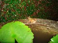 DSC00925