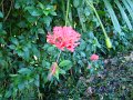 DSC00946