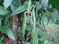 DSC00954