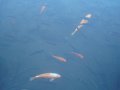 DSC01191