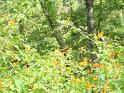 DSC00601