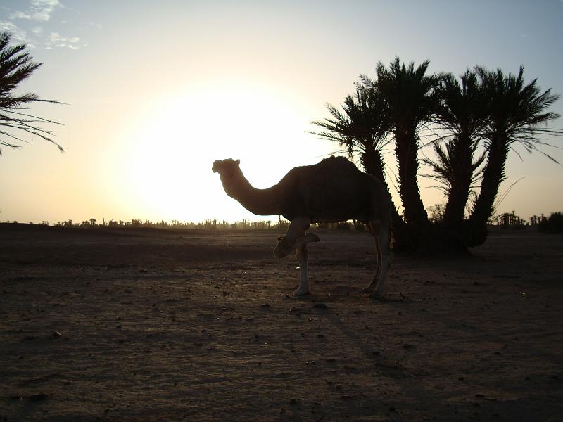 DSC05556.JPG - dromadaire à 3 pattes dans le soleil du matin